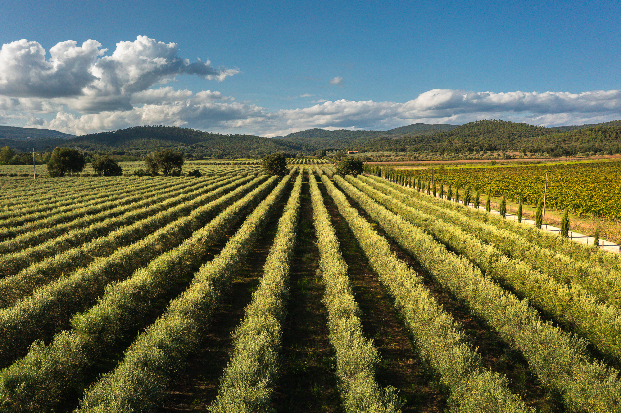 Poggio la Pia Estate, Civitella